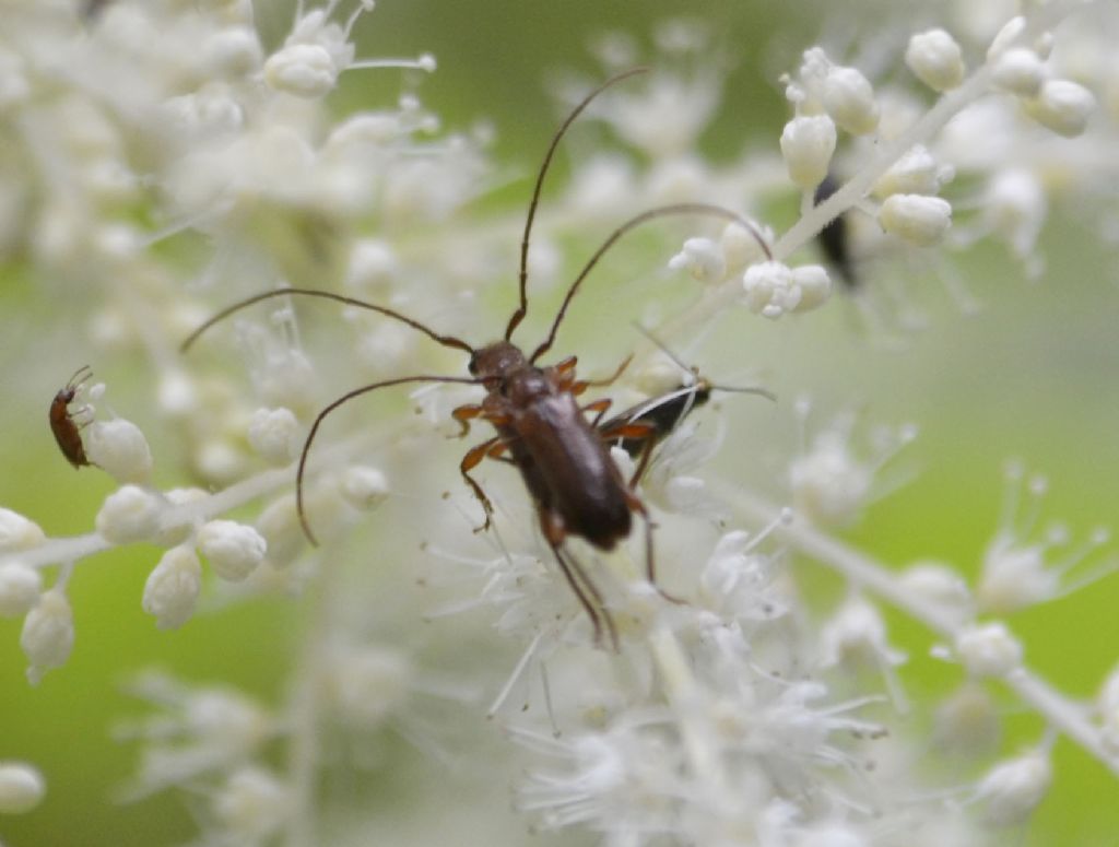 Piccolo Cerambicidae id. :  Obrium brunneum